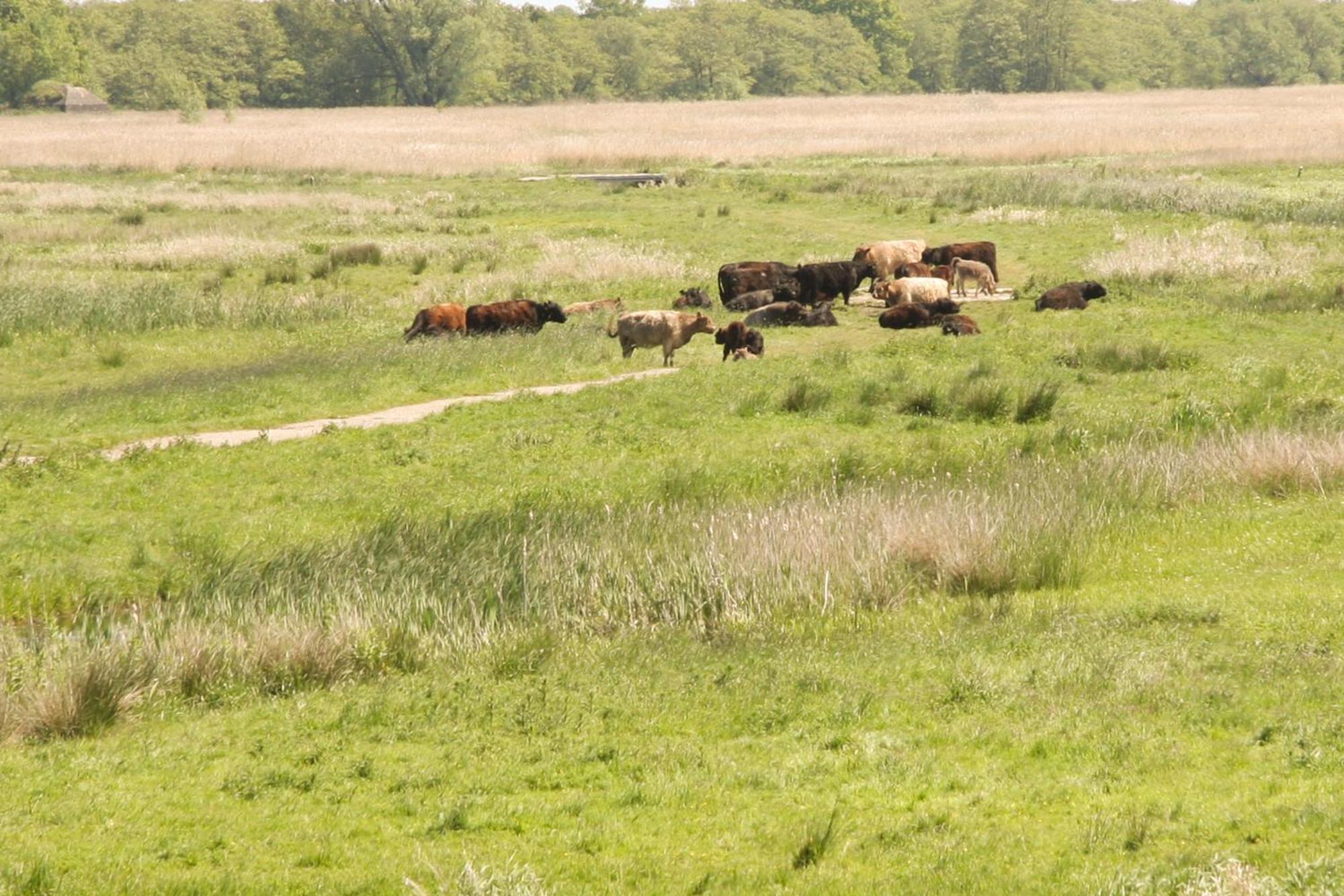 Boerenhofstede De Overhorn Weesp Pokoj fotografie
